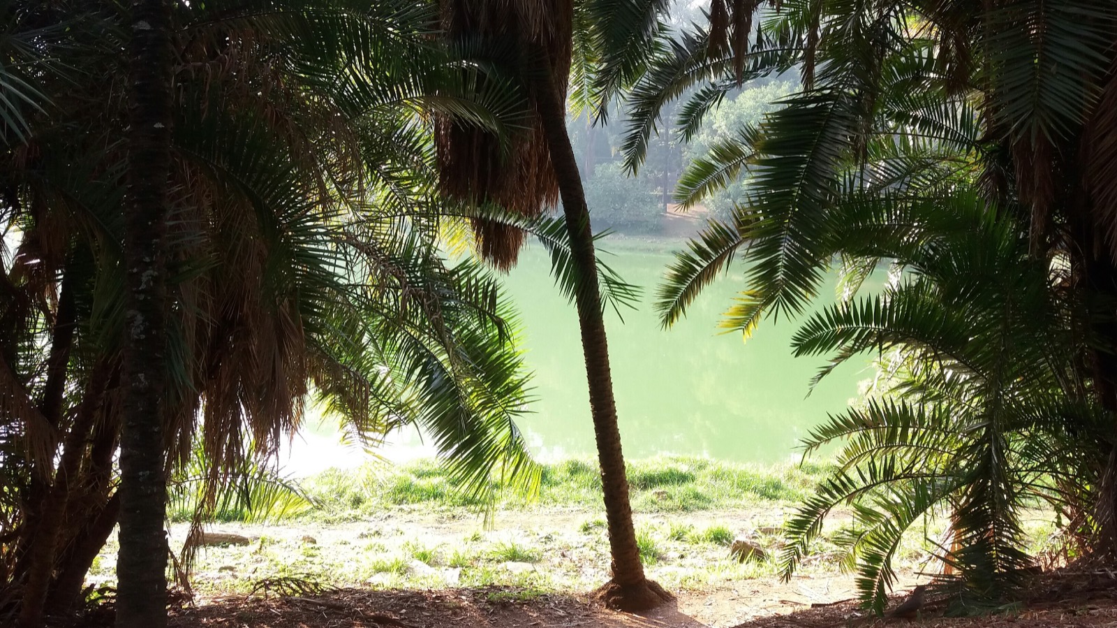 Lago esverdeado do Parque da Aclimação visto entre palmeiras