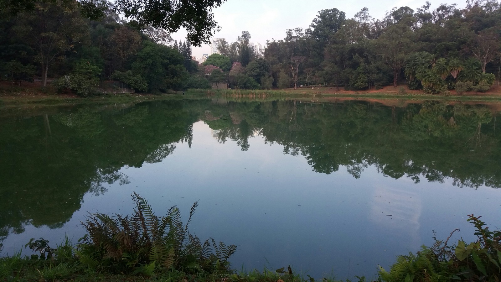 Lago do Parque da Aclimação refletindo a mata da margem